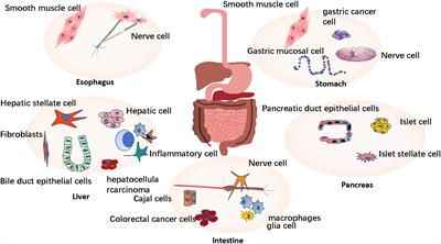 Pathophysiological Role of Purinergic P2X Receptors in Digestive System Diseases